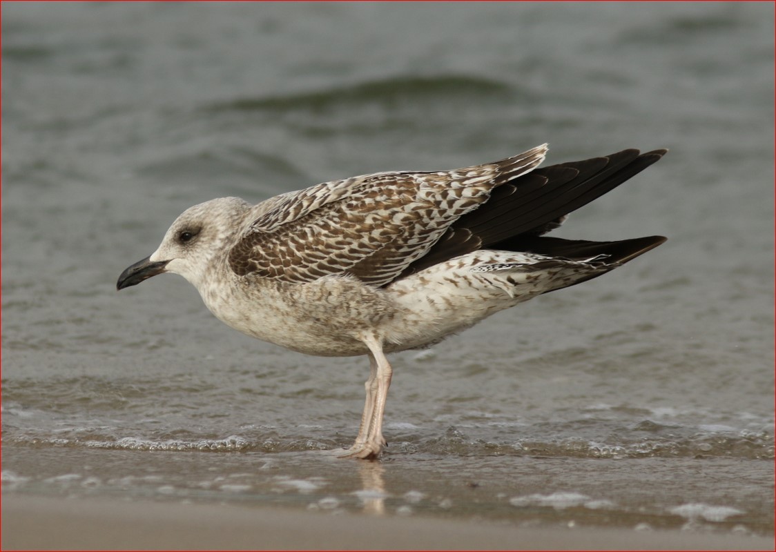 Lesser Black-backed Gull - ML304809561