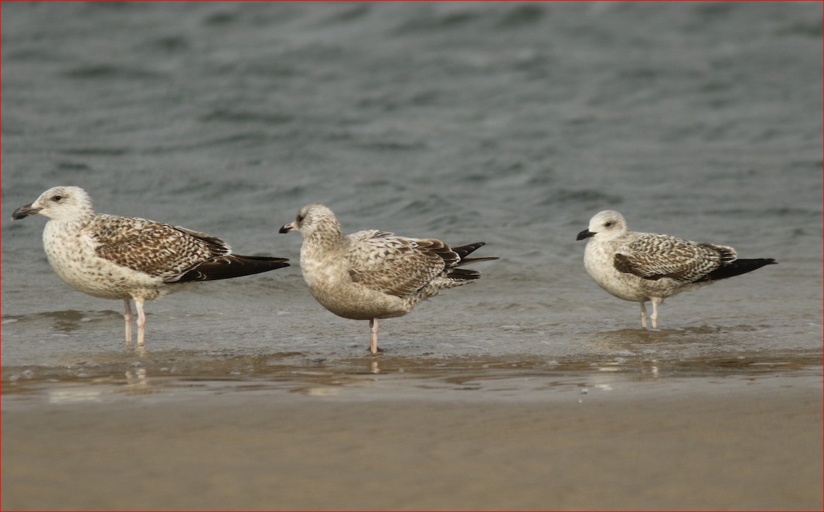 Lesser Black-backed Gull - ML304809571