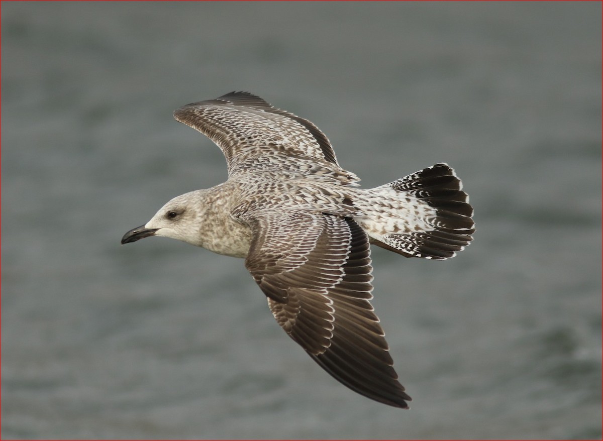 Lesser Black-backed Gull - ML304809581