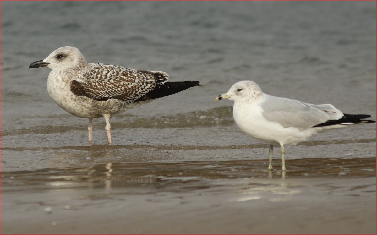 Lesser Black-backed Gull - ML304809591