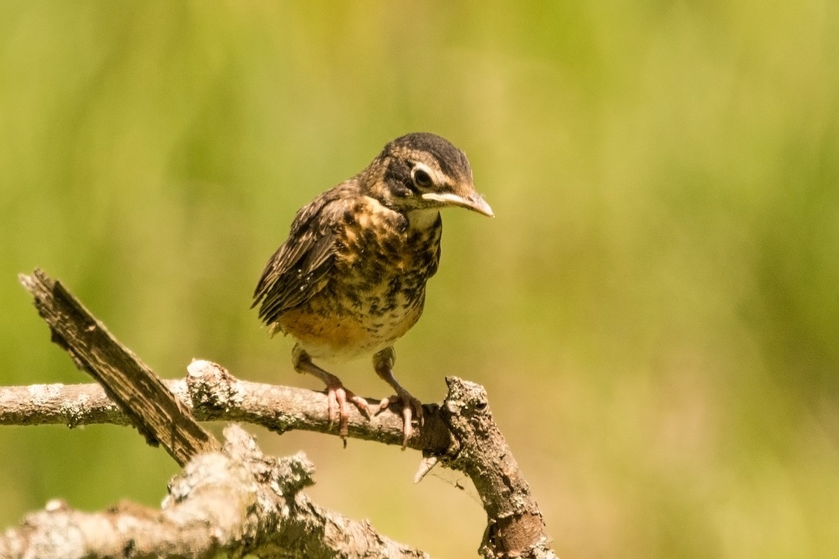 American Robin - ML30481021