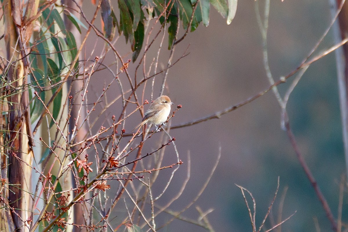 Brown Shrike - ML304811011