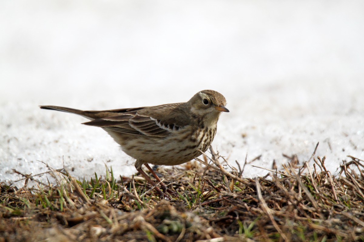 Pipit d'Amérique - ML304811241