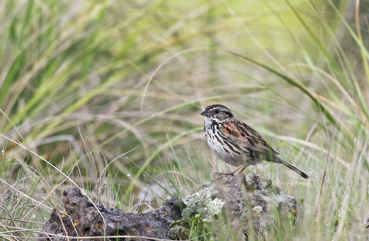 Sierra Madre Sparrow - ML30481141