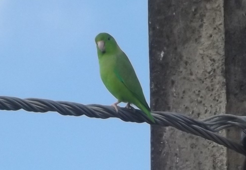 Зелёный воробьиный попугайчик - ML304811681