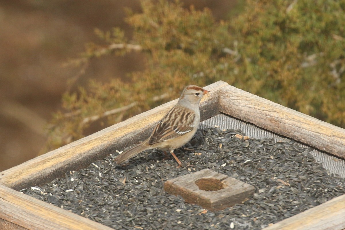White-crowned Sparrow - ML304812251