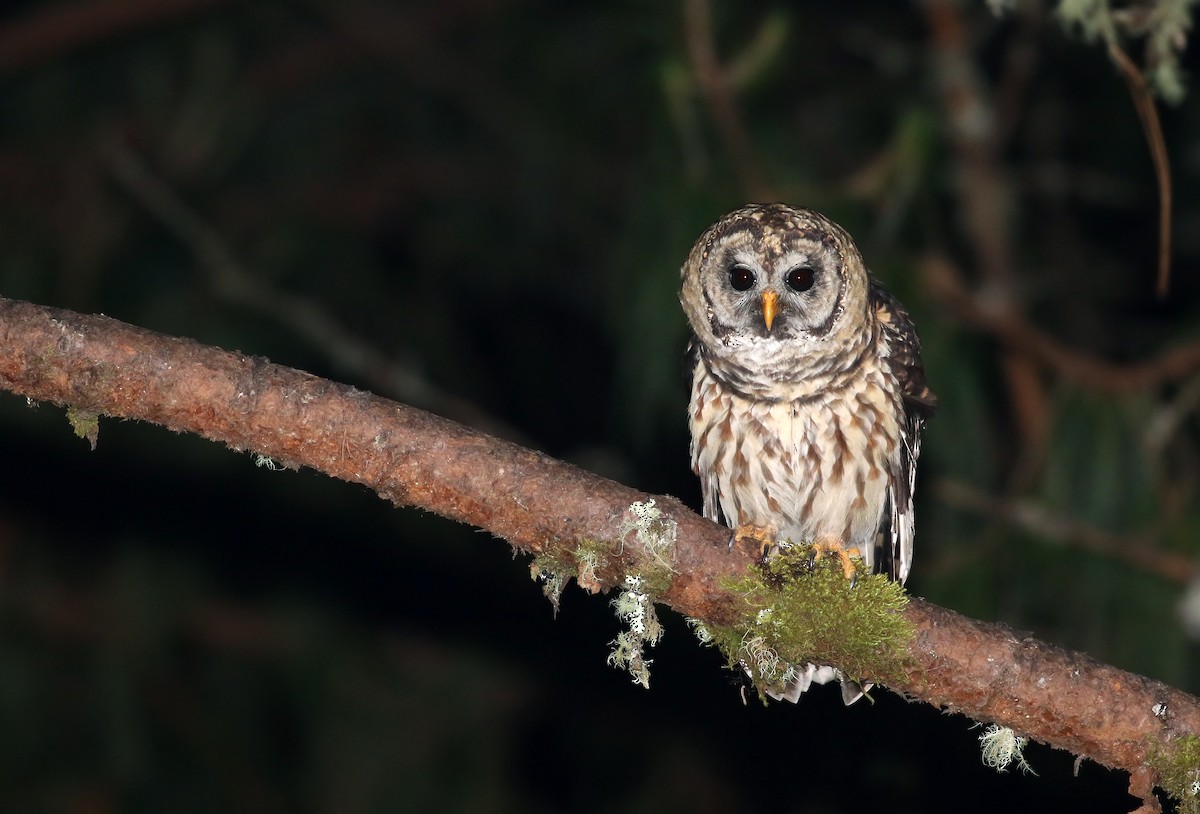 Fulvous Owl - Andrew Spencer