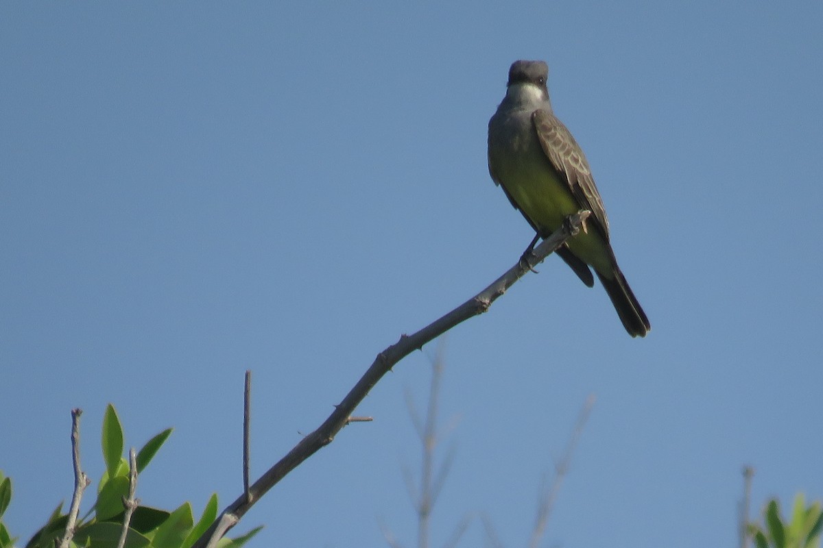 Cassin's Kingbird - Club de Observadores de Aves Córdoba-Orizaba