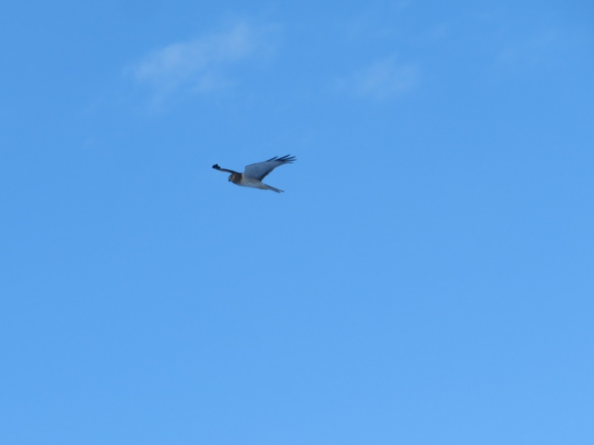 Northern Harrier - ML304817091