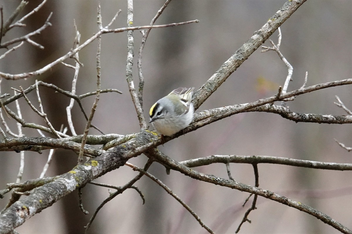 Golden-crowned Kinglet - ML304817141