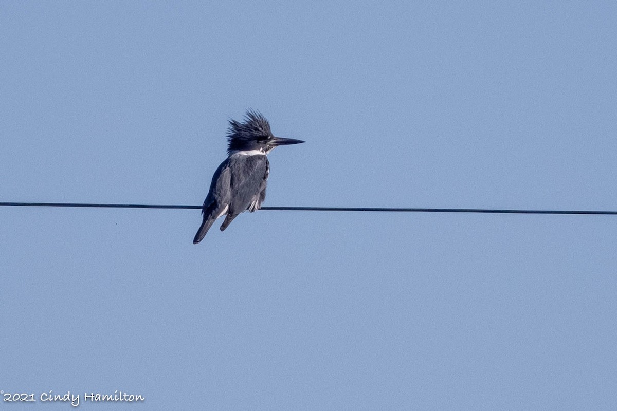 Belted Kingfisher - ML304817981