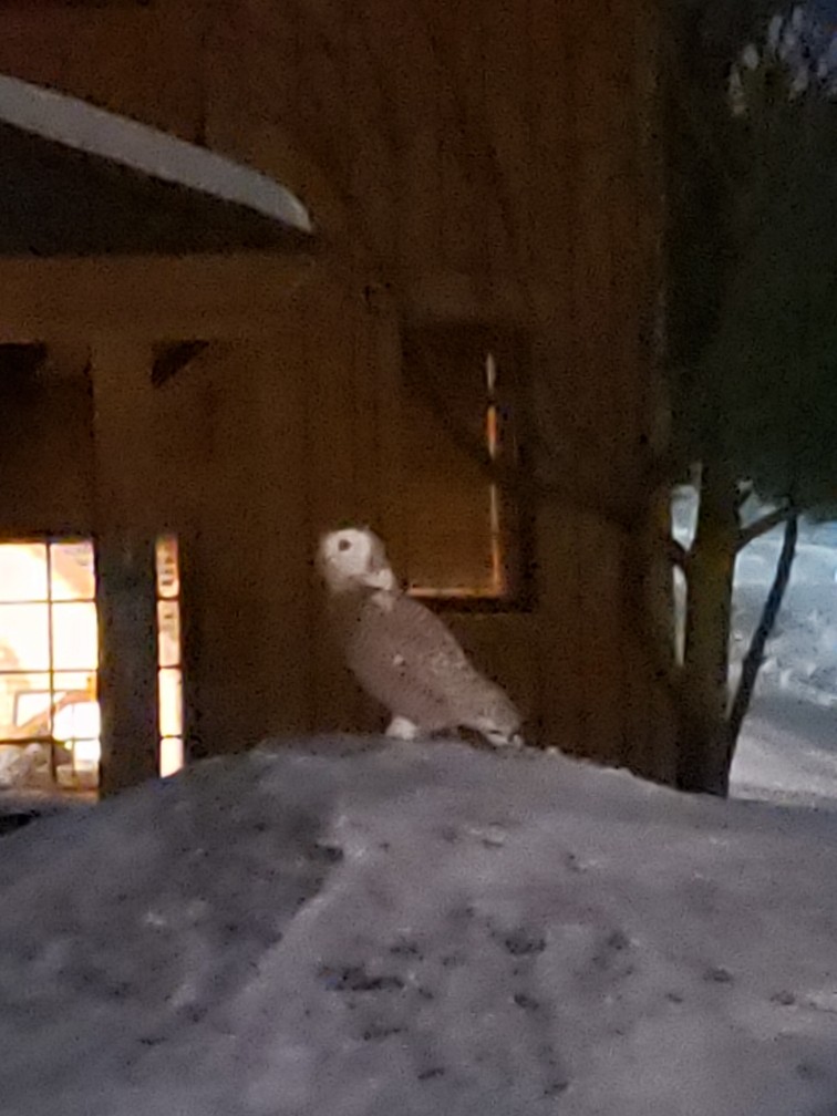 Snowy Owl - ML304818251