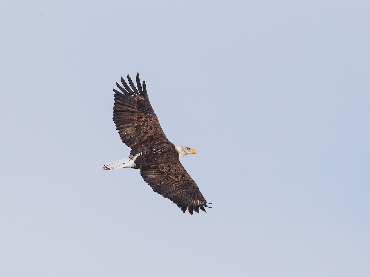 Bald Eagle - ML304818431