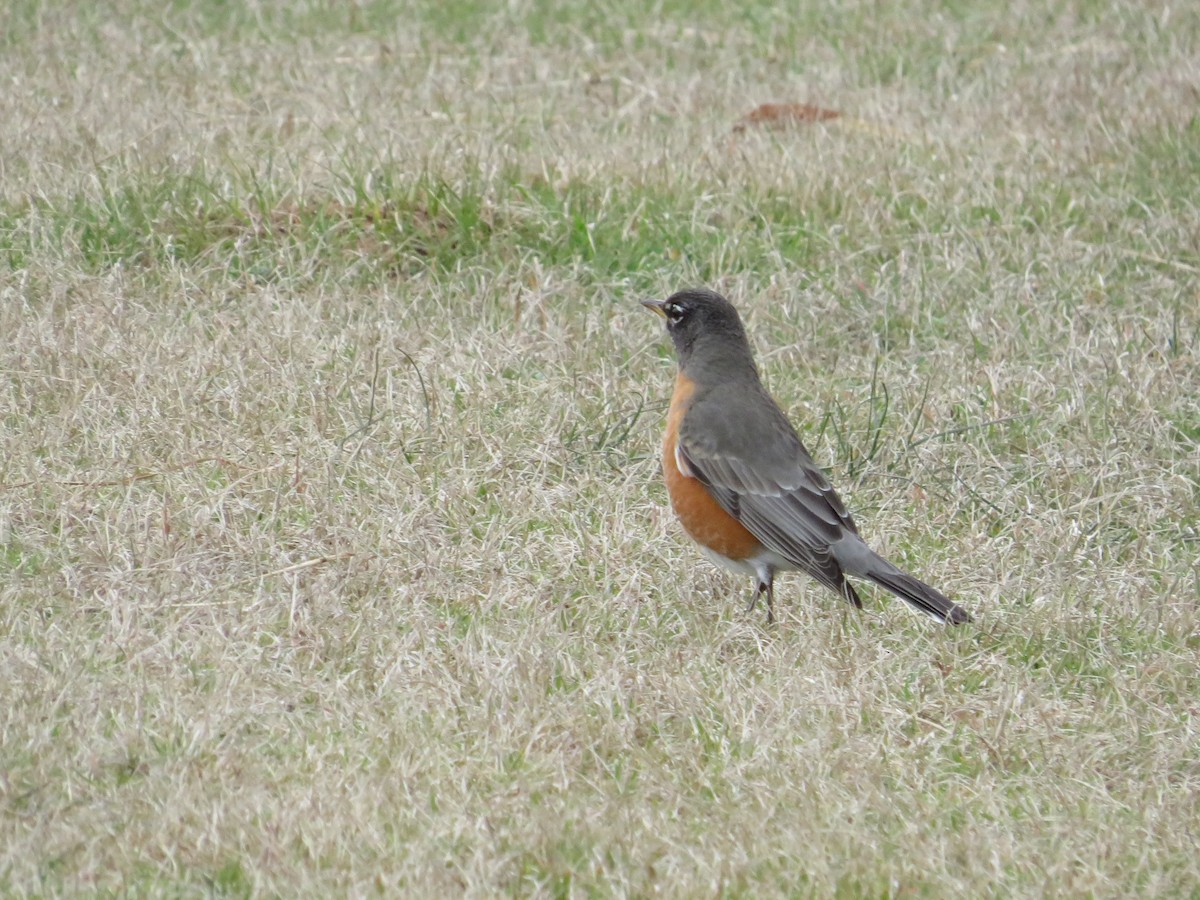 American Robin - ML304819251
