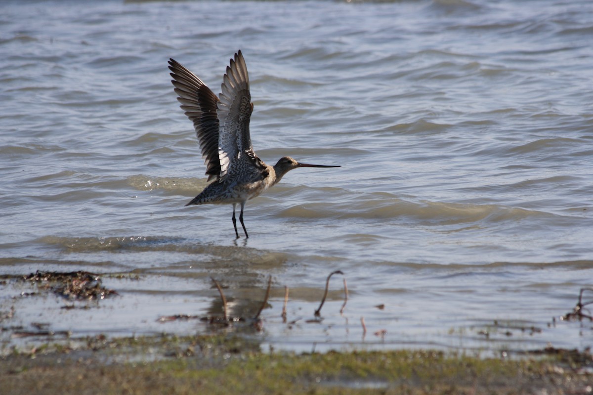 Bar-tailed Godwit - ML30481991