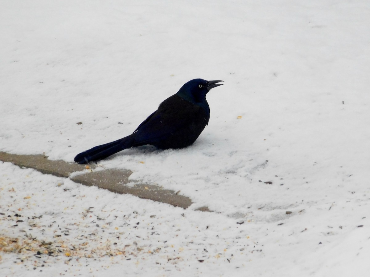 Common Grackle - ML304821491