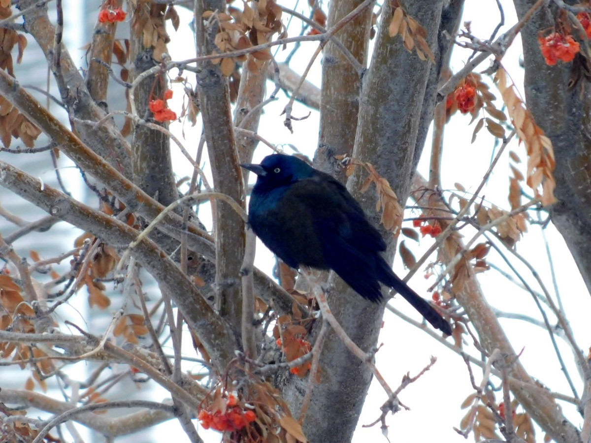 Common Grackle - ML304821651