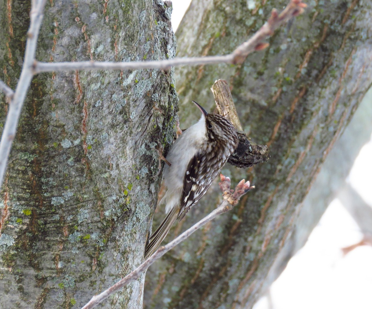 Brown Creeper - ML304821981