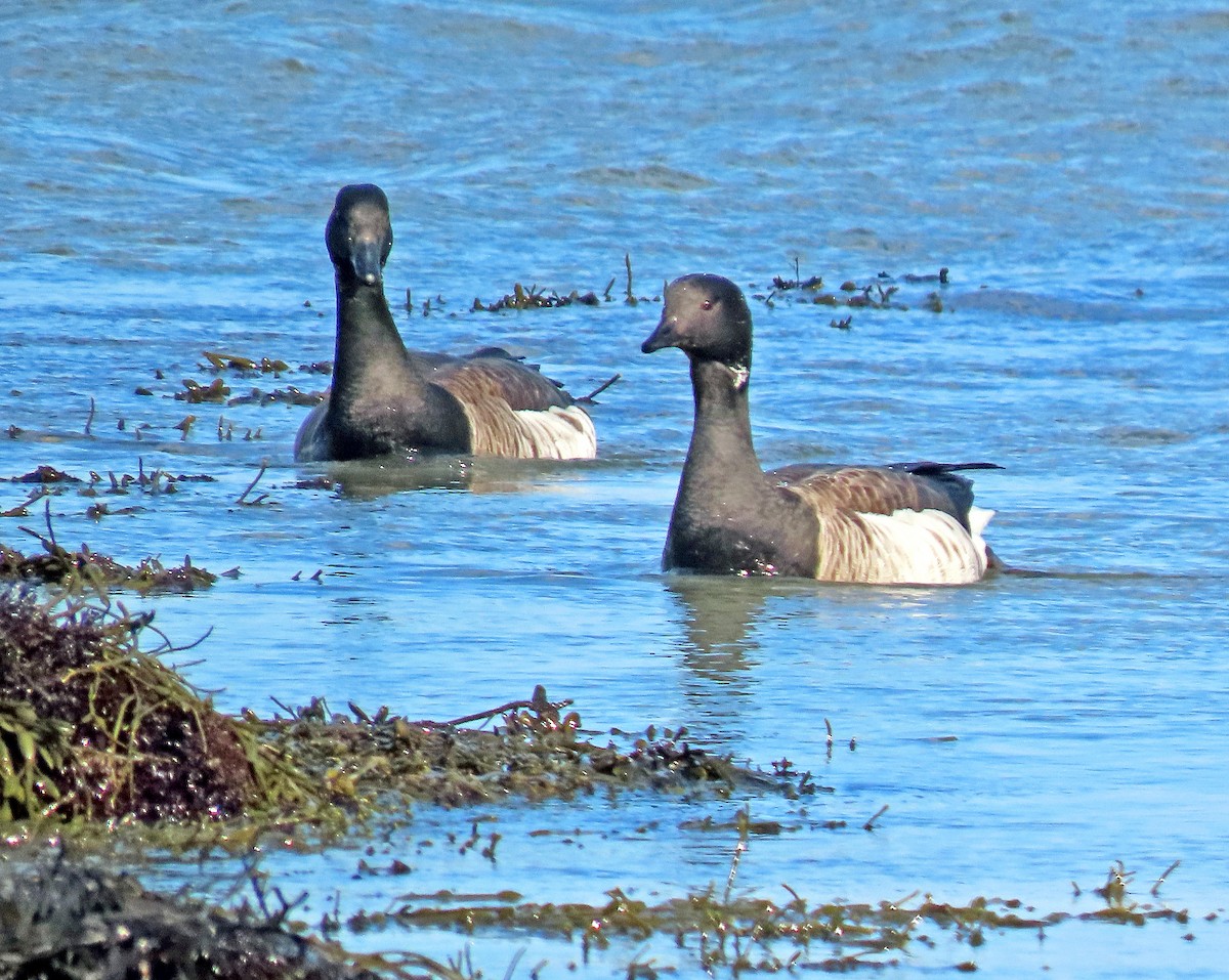 Brant - Shilo McDonald