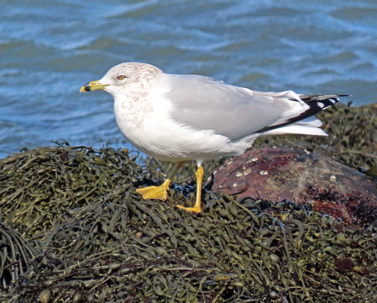 Ring-billed Gull - Shilo McDonald