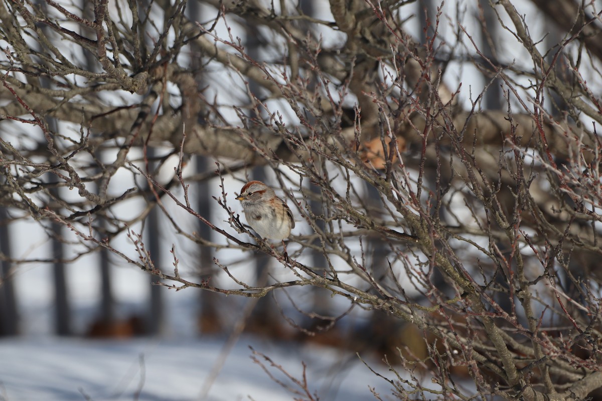 American Tree Sparrow - ML304826751