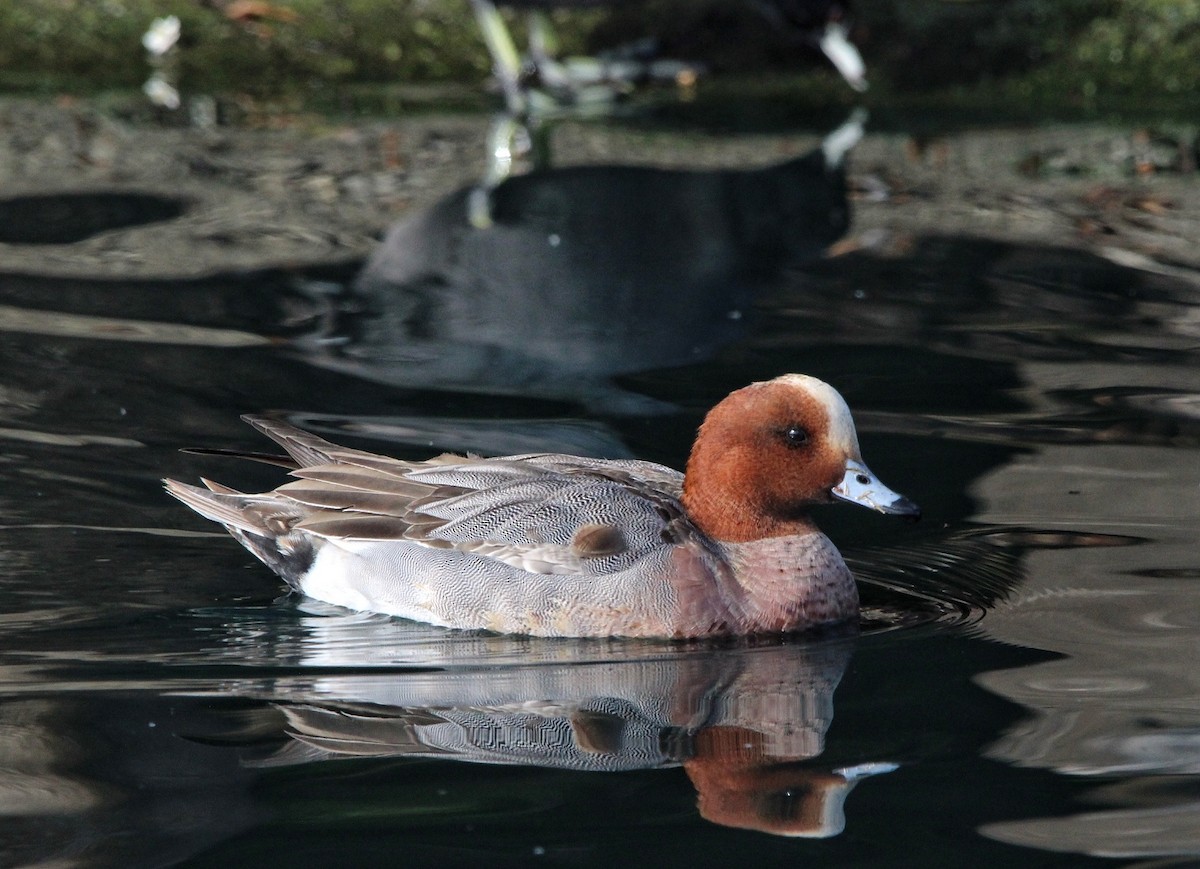 Eurasian Wigeon - ML304829291