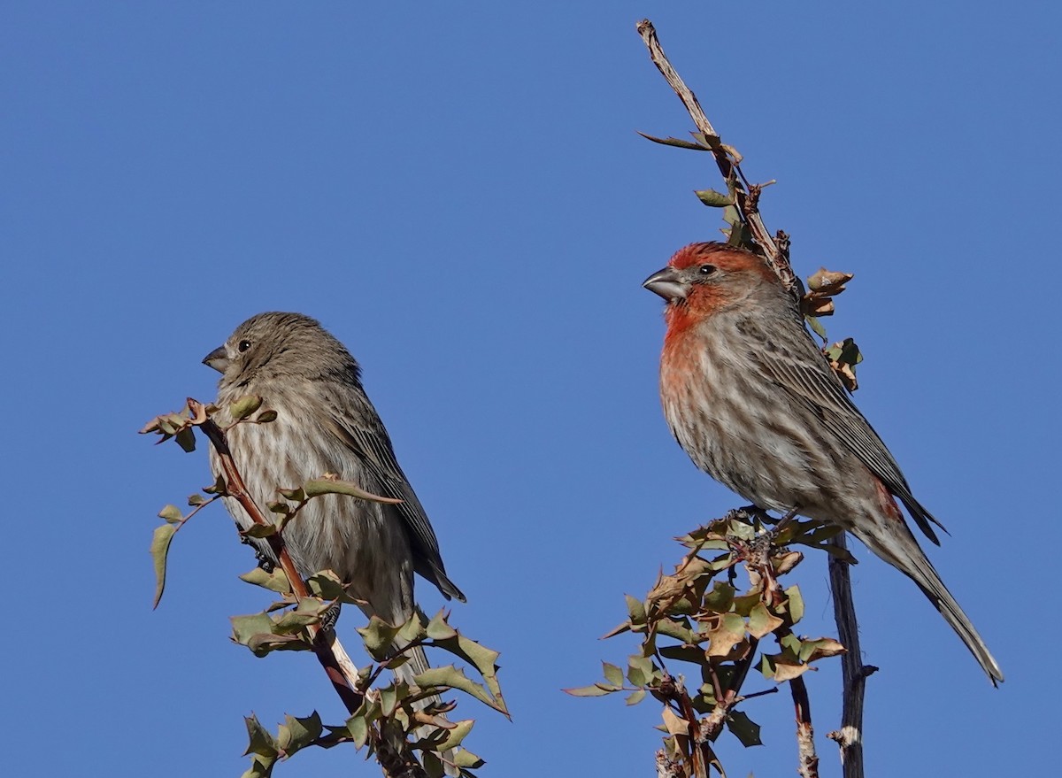 House Finch - ML304829571