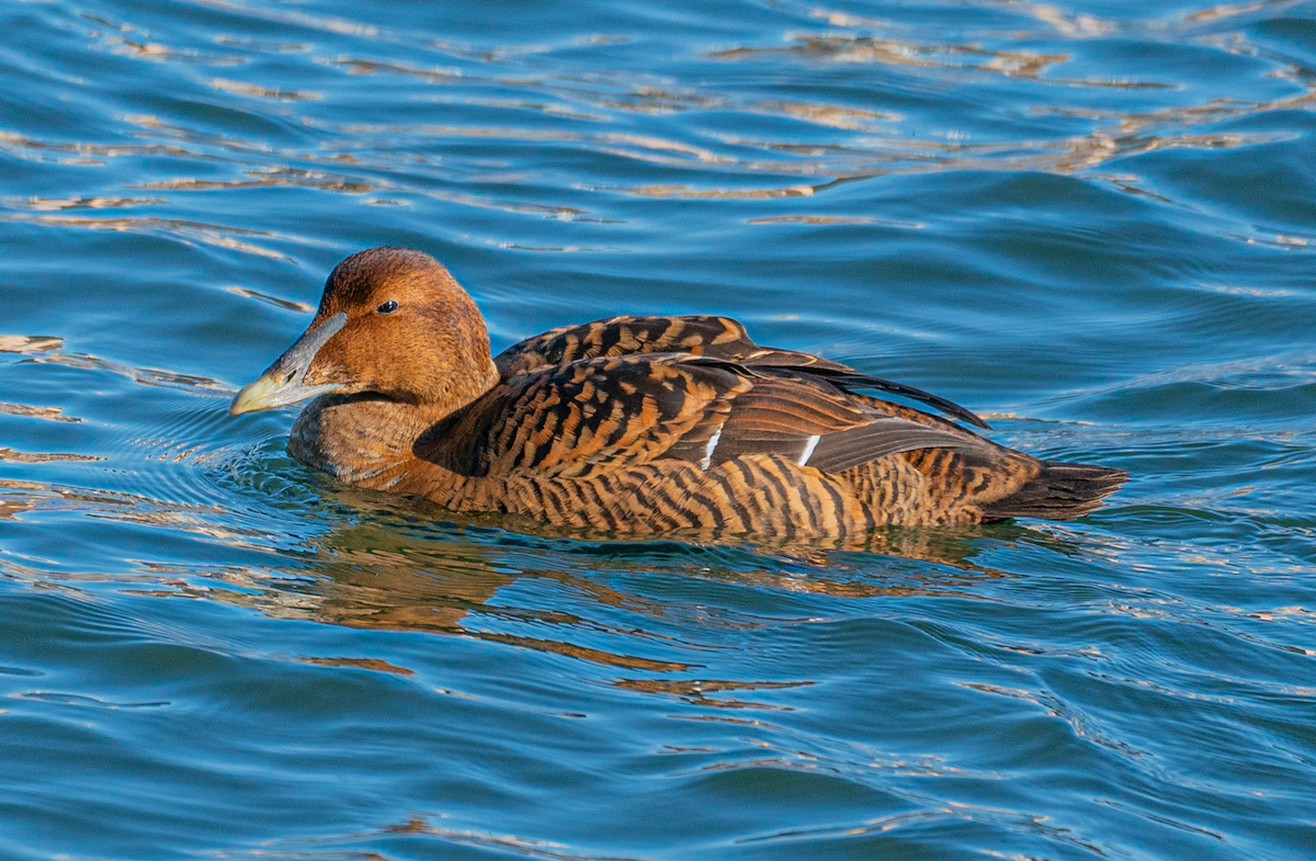 Eider arrunta - ML304829961