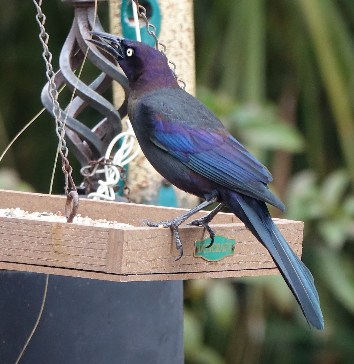 Common Grackle - ML304830201