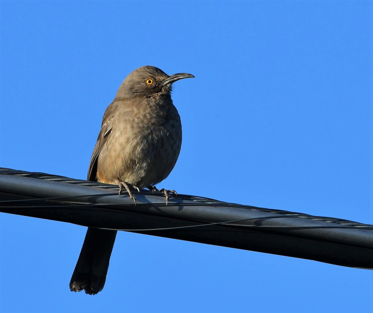 Curve-billed Thrasher - ML304831831