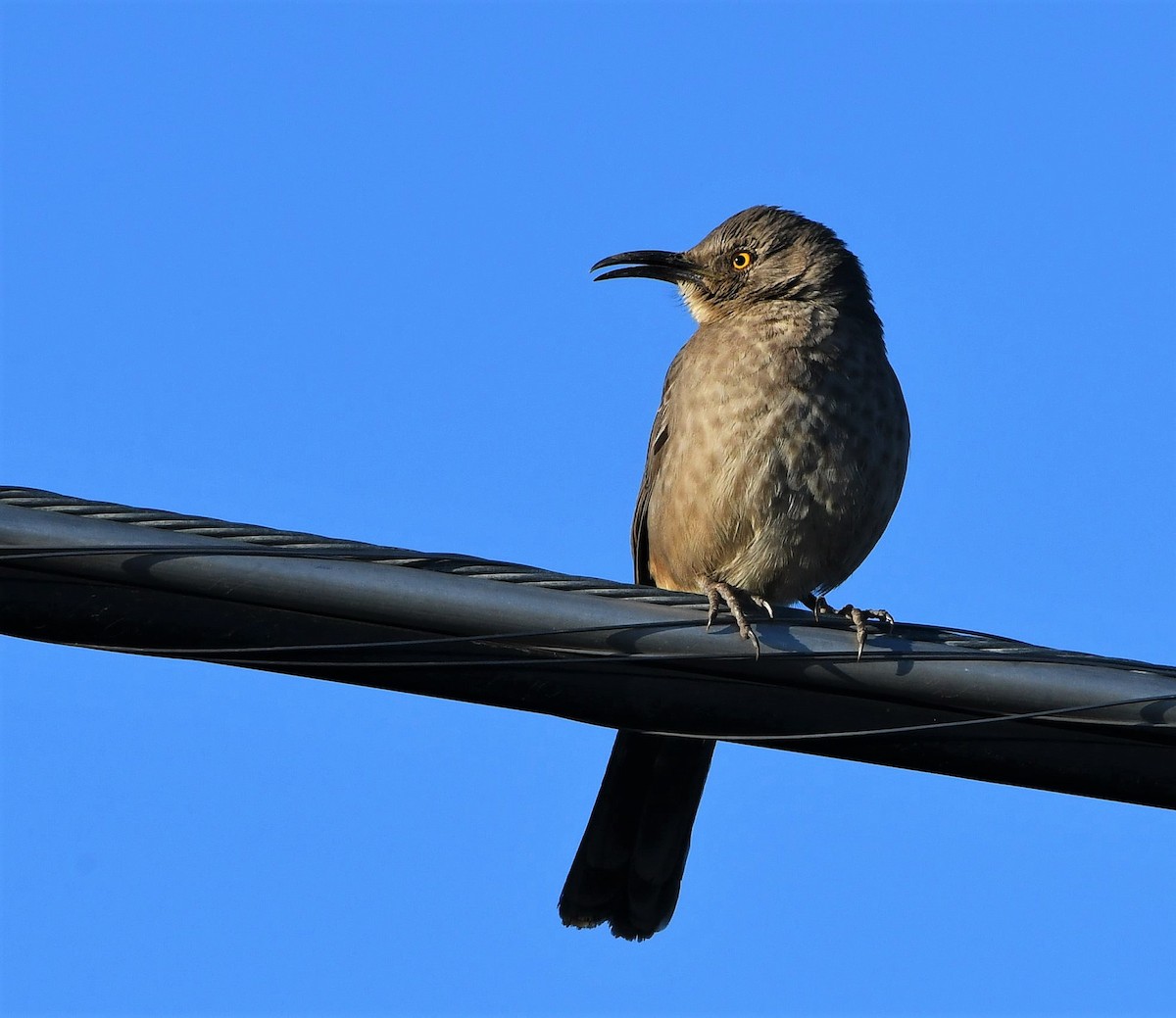 Curve-billed Thrasher - ML304831861