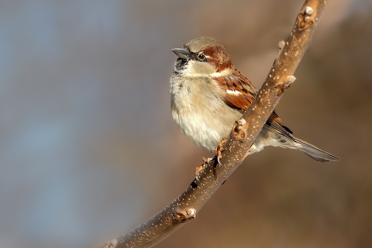 House Sparrow - Brad Imhoff