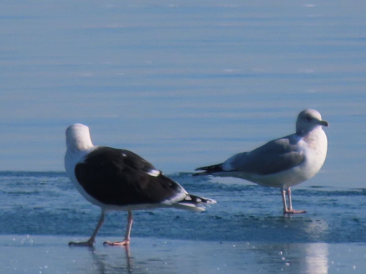 Great Black-backed Gull - Emily-Kate Hunter