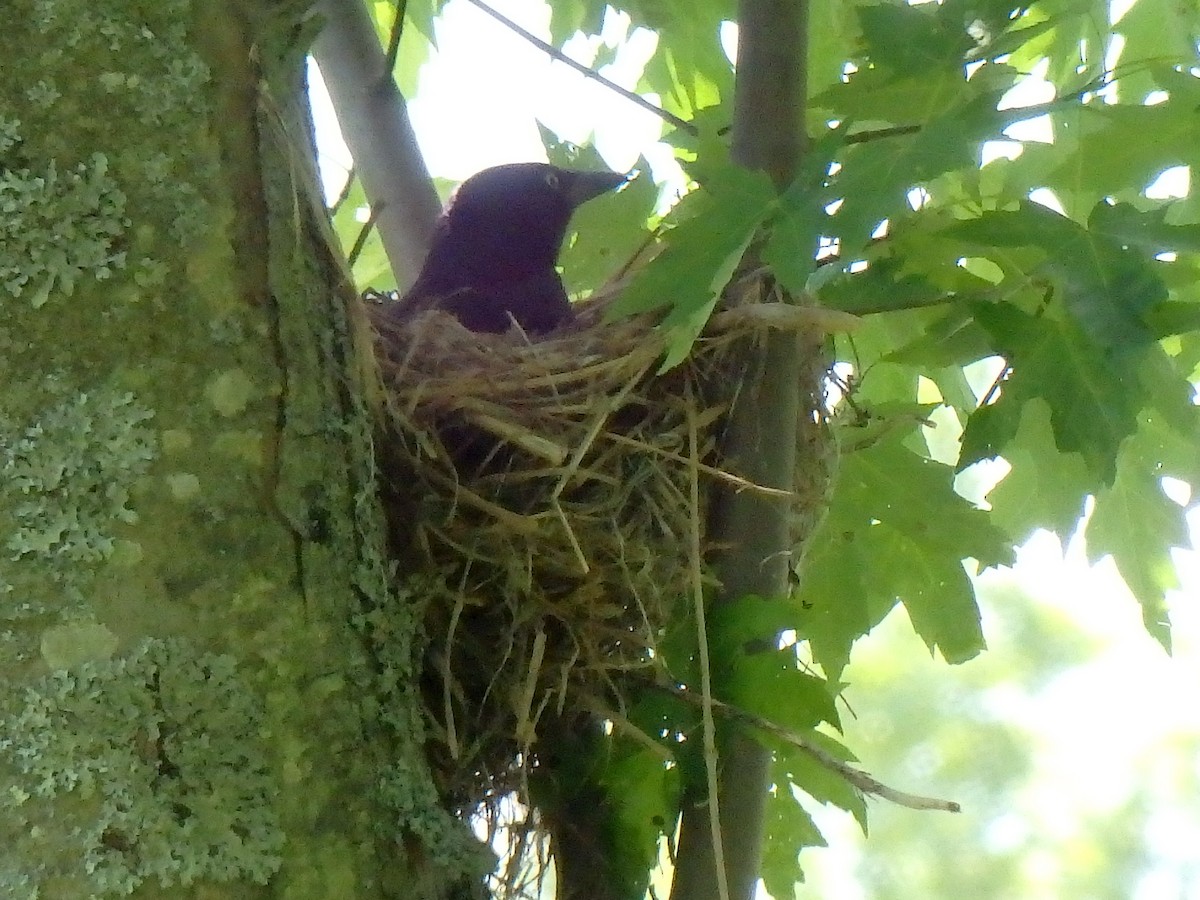 Common Grackle - ML30483561