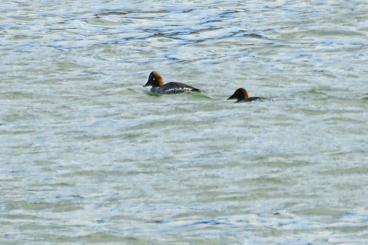 Common Goldeneye - Ron Burkert