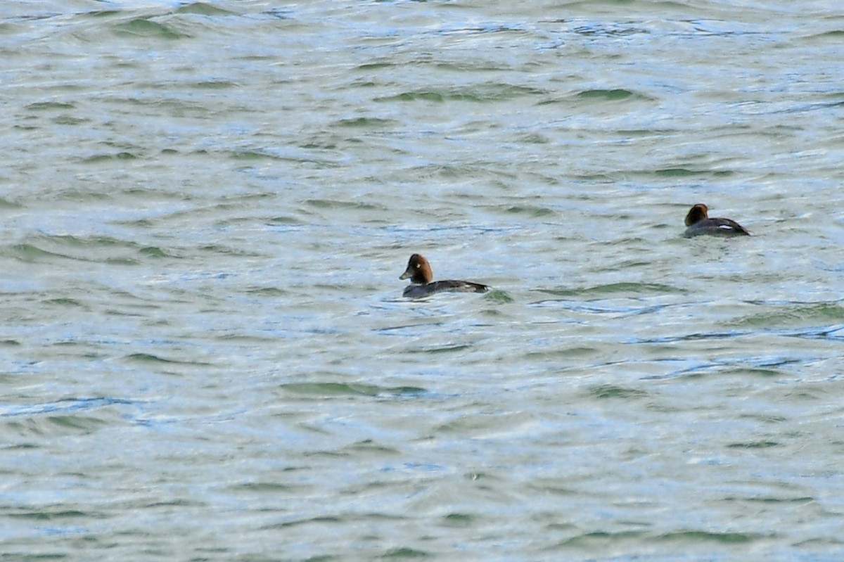 Common Goldeneye - Ron Burkert