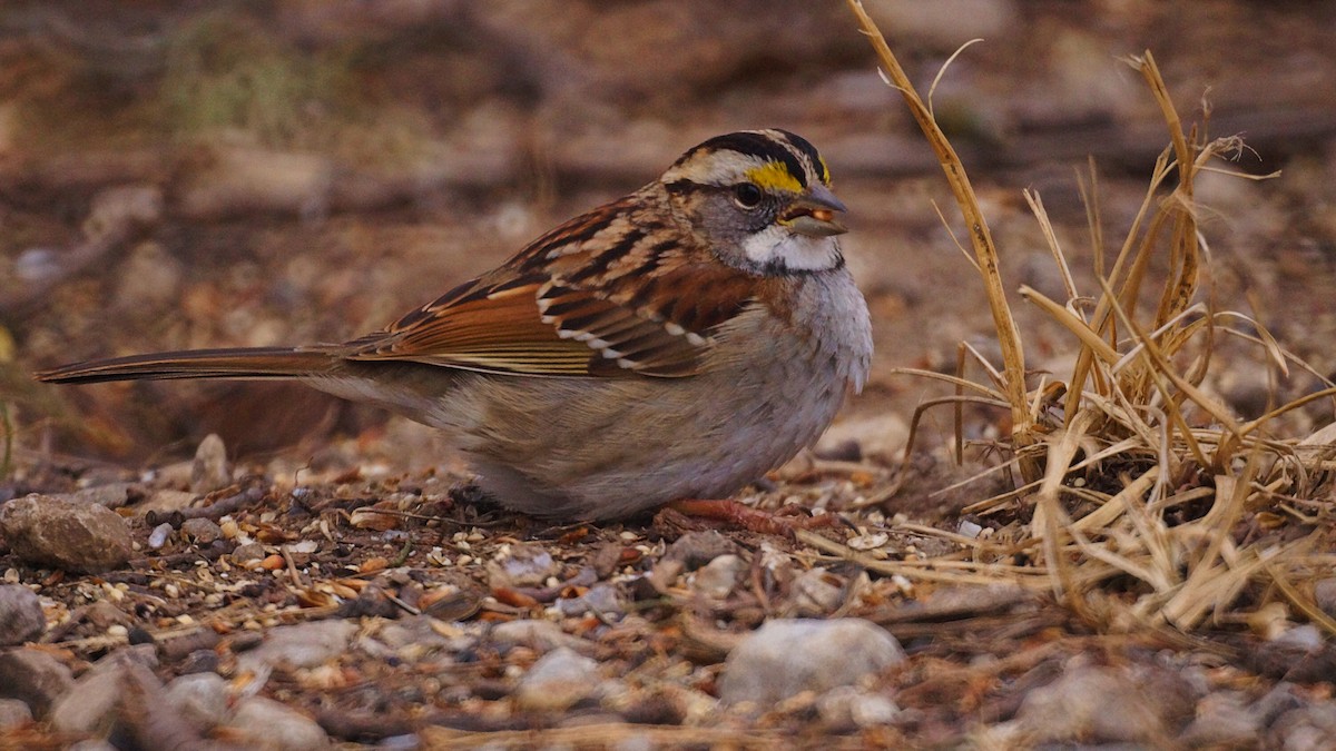 White-throated Sparrow - Bryan White