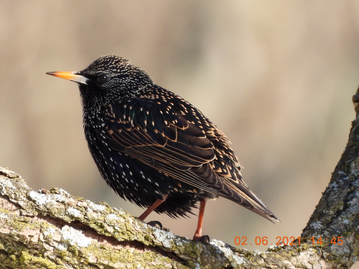 European Starling - ML304838531