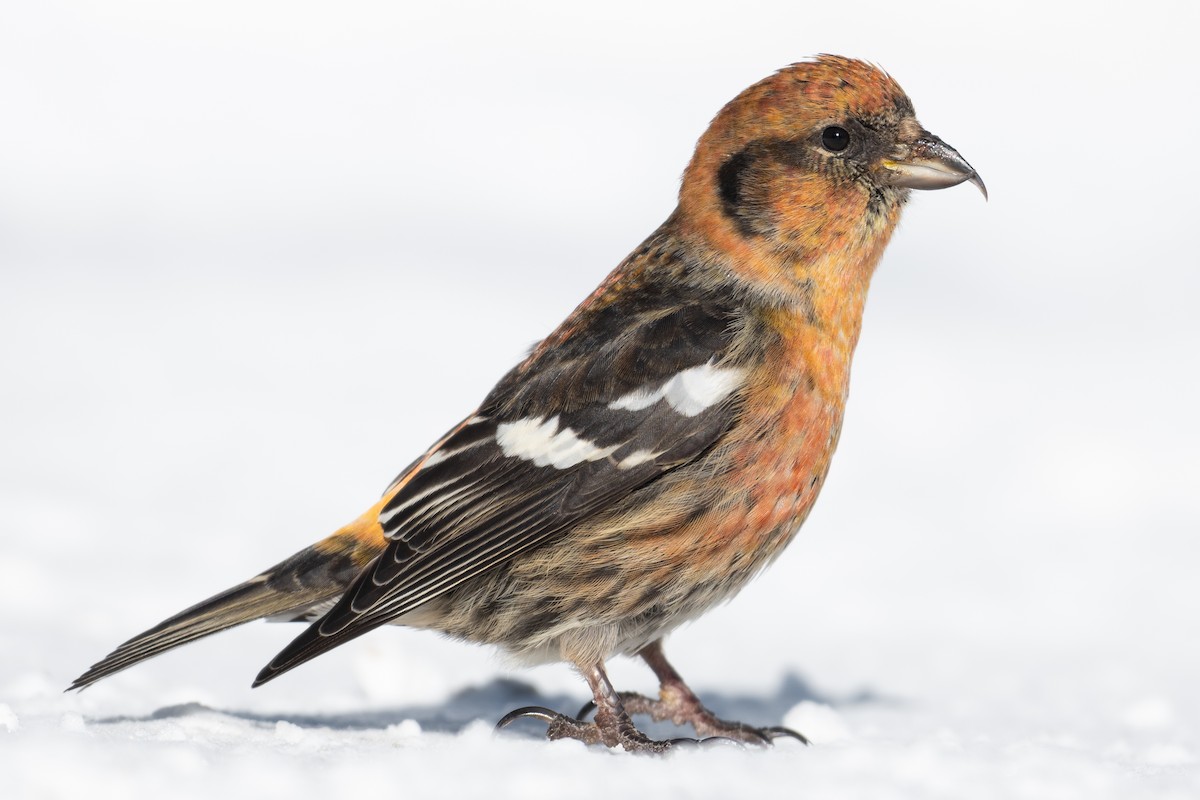 White-winged Crossbill - ML304838941