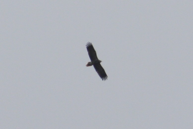 Egyptian Vulture - Alexandre Hespanhol Leitão