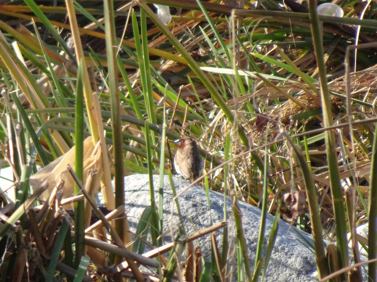 Scaly-breasted Munia - Julia Ray