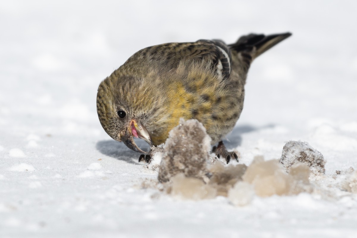 White-winged Crossbill - ML304839601