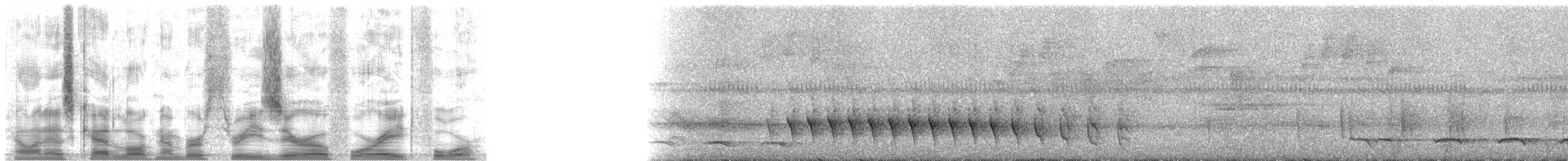 Herpsilochmus, unbestimmt - ML30484