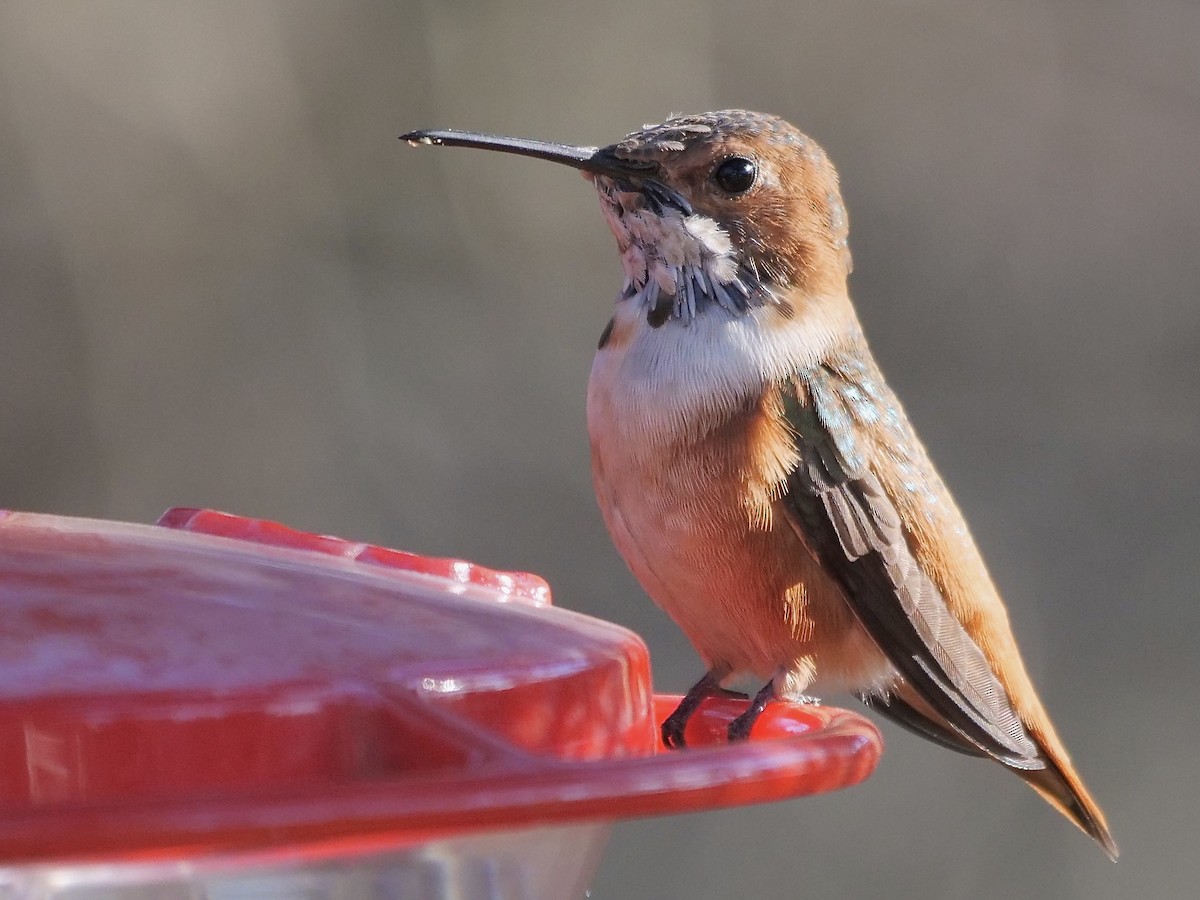 Colibrí de Allen - ML304842341