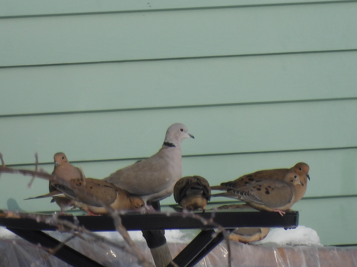 Eurasian Collared-Dove - ML304843271