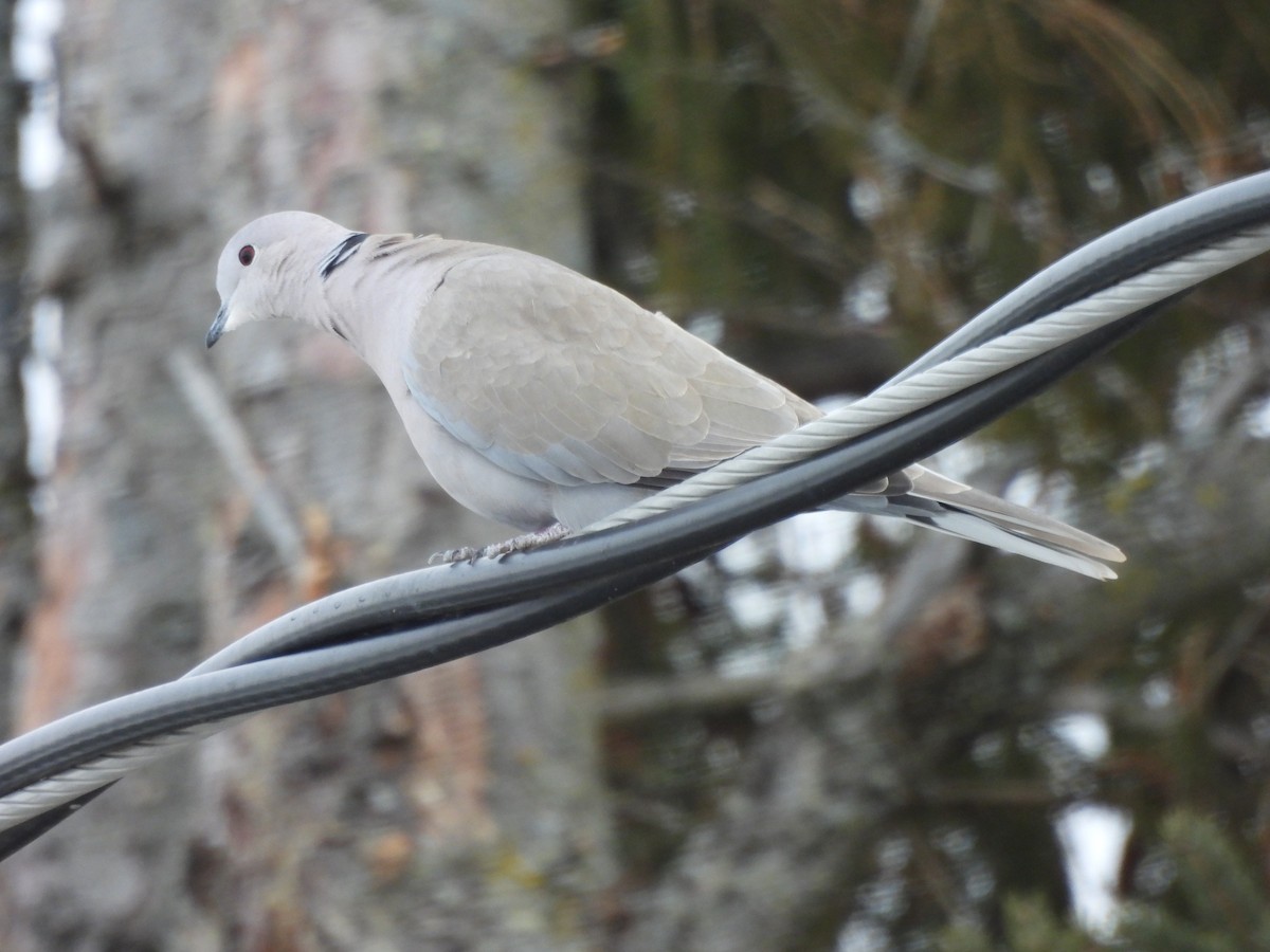 Eurasian Collared-Dove - Michelle Bélanger