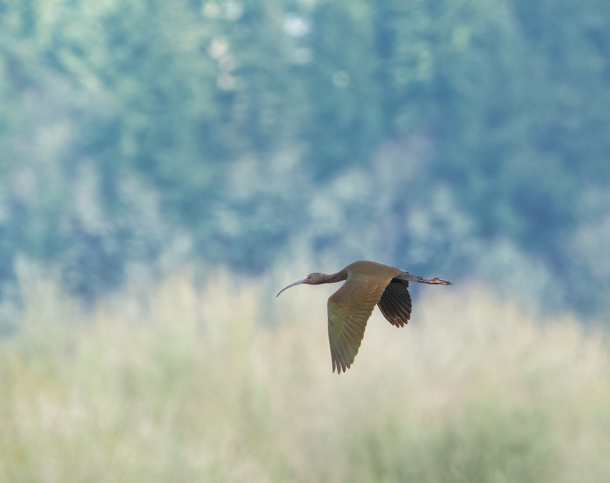ibis americký - ML304843641