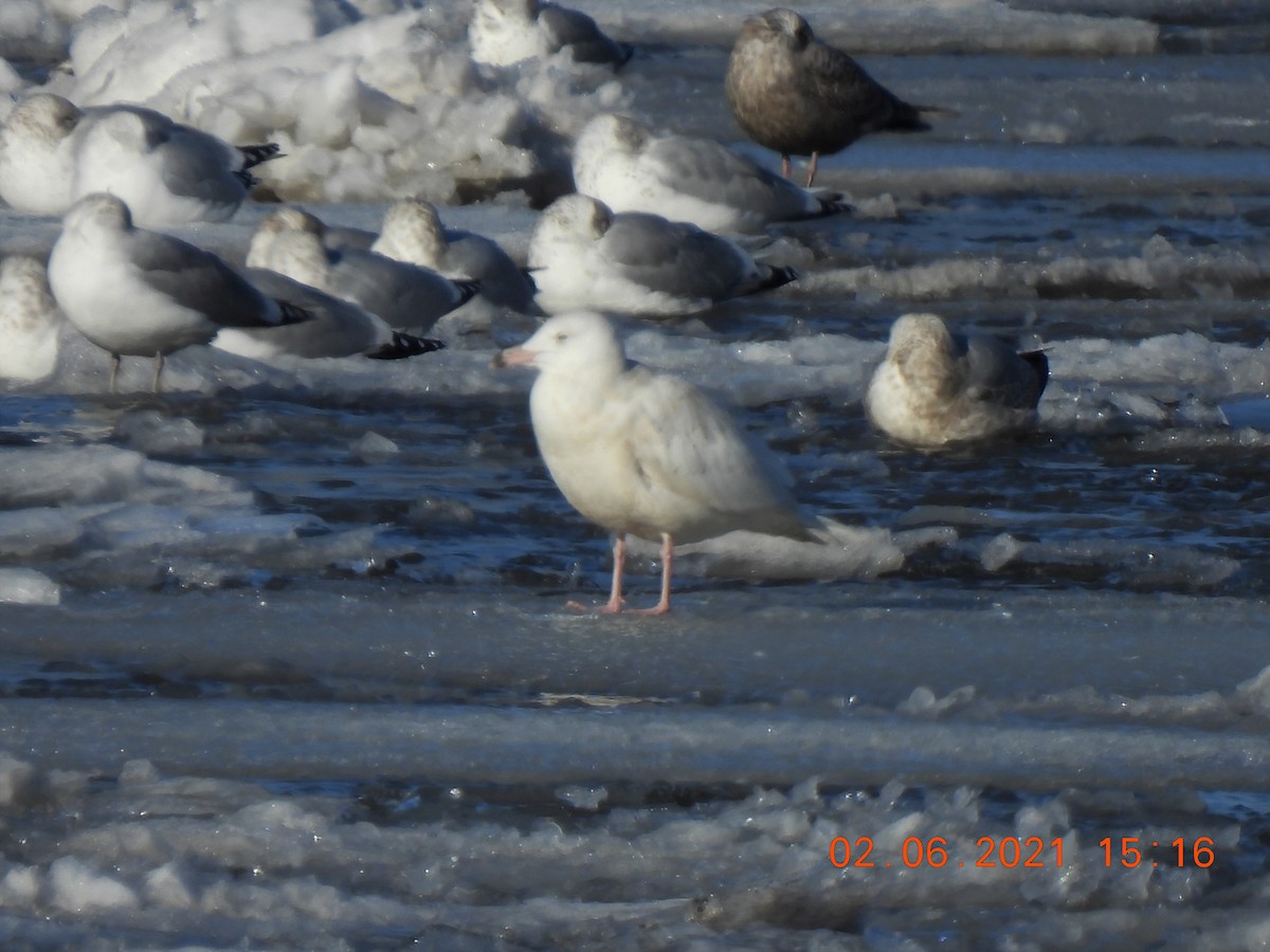 Glaucous Gull - ML304844501