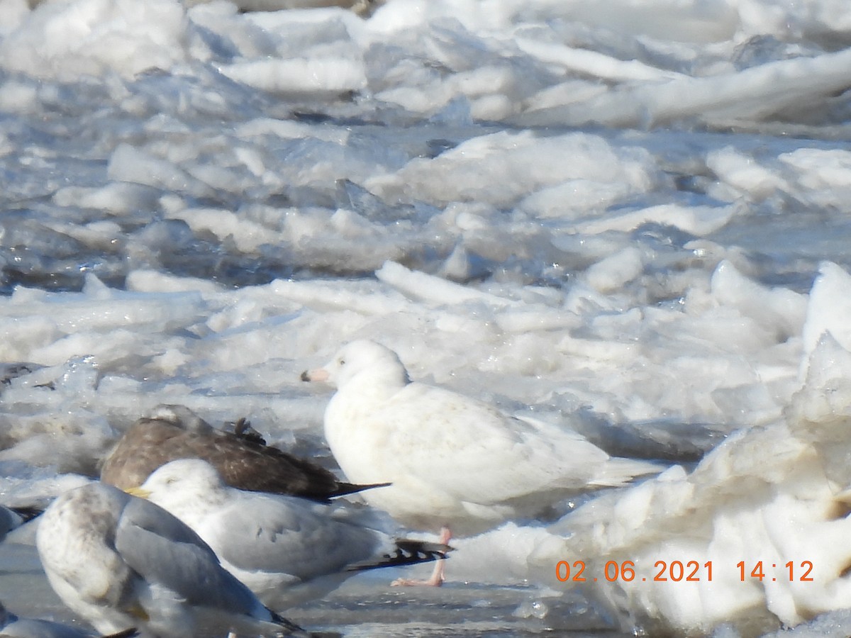 Glaucous Gull - ML304844721