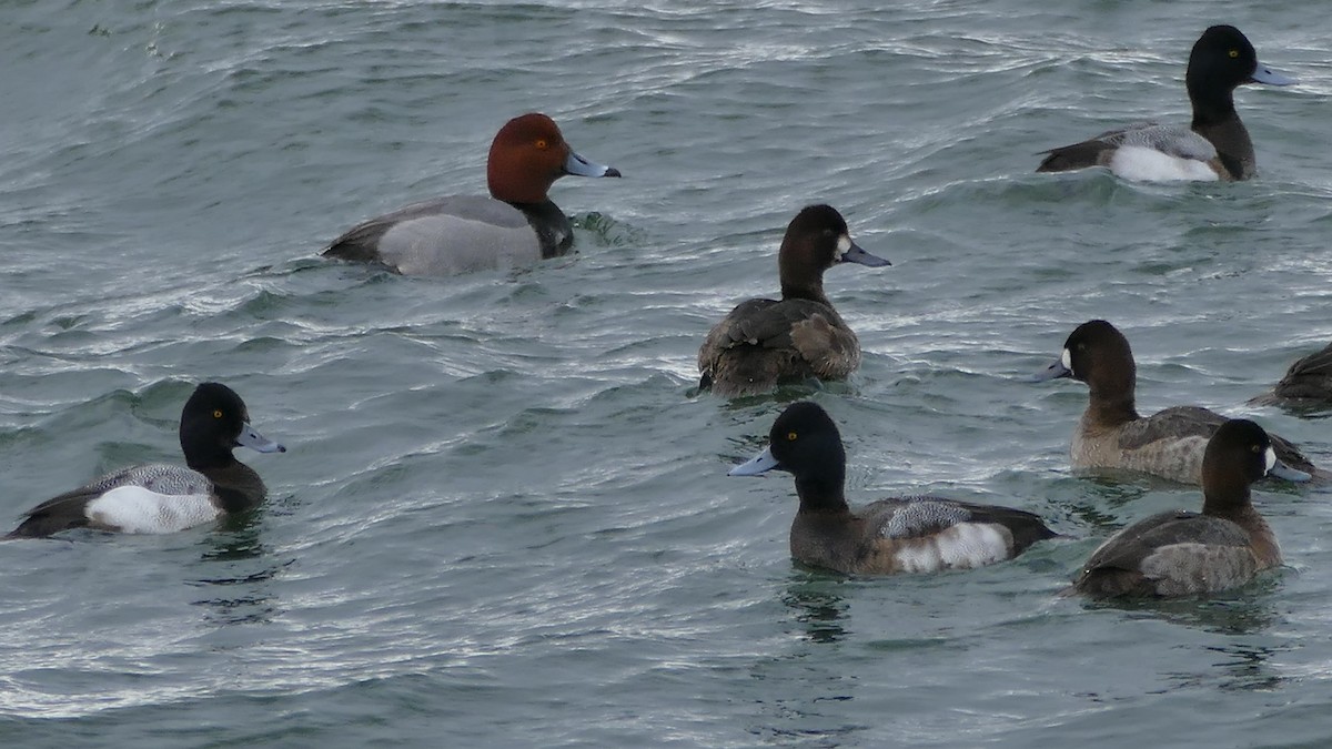 Redhead - Avery Fish